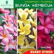 [Anak Pokok/Keratan] POKOK BUNGA KEMBOJA | Frangipani Plumeria Real Live Plant Cutting Pokok Hidup