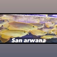 PetCare ** golden red arwana golden red highback arowana