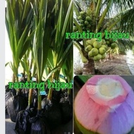bibit kelapa hibrida serat pink atau kelapa wulung grosir
