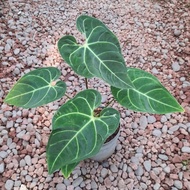 anthurium regale besar