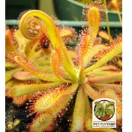 Tokaiensis Drosera 'Tokaiensis' | PETFLYTRAP