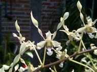 Anggrek Dendrobium Gouldii White Dewasa Selfing