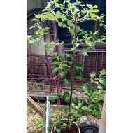 Anak pokok bidara epal hybrid