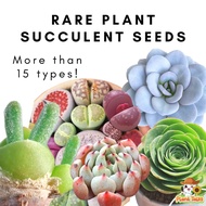 Rare Succulent Seeds Bunny Laui Greenovia Mix Lithops High Germination Rate