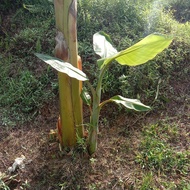 pisang nipah anak benih sepokok