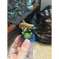 kaiyodo shark figure enoshima aquarium