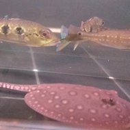 Hiasan Aquarium Pari Motoro Air Tawar / Pari Motoro Baby