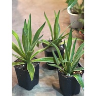 RARE AGAVE Agave Joe Hoak/ Agave desmettiana ‘Joe Hoak’