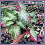 READY STOCK  [ Caladium Thailand/Keladi Thai] KELADI