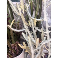 Cactus Euphorbia Lactea Kaktus Putih