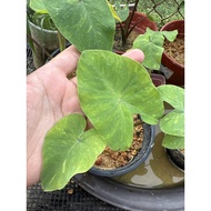 colocasia midori sour