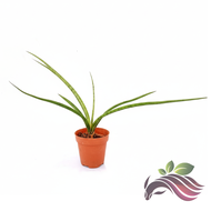 Sansevieria Fernwood by LS Group