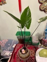 Alocasia Black Stem Varieata
