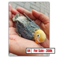 Lovebird jinak "Biola PB vio sable"