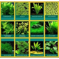 aquatic plants for BLACK MOSCOW GUPPY "Trio"