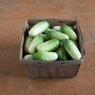 30 เมล็ด เมล็ดพันธุ์ แตงกวา แตงขี้ไก่ แตงปี แตงร้าน Non-GMO Cucumber สายพันธุ์ Quirk - (F1)