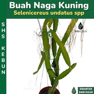 Yellow Dragon Fruit Plant Pokok Buah Naga Kuning Pokok Hidup Live Plant Pokok Buah SHS Kebun