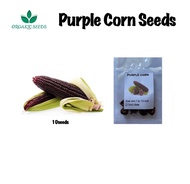 PURPLE CORN SEEDS/HYBRID CORN SEEDS(10pcs)