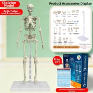 DIBAIZHI | Educational Movable Disassembly Human Skeleton Model