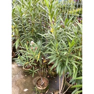 Nerium Oleander' Hardy Pink'. 1.2meter Grow up to 6-8 ft. high & wide( 180-240 cm ). Doorstep delive