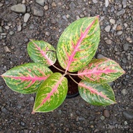 Aglaonema Varieties -LIVE PLANTS from Common to 50 seeds (not live plants) 39HM