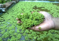 Azolla Pinata Azolla Microphylla tanaman air Apung azolla Hiasan Akuarium