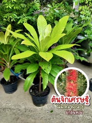 รวม ต้น จิกเศรษฐี จิกอินโด แก้วเจ้าจอม ต้นมั่งมี ต้นจิกเศรษฐี ต้นจิกอินโด ต้นแก้วเจ้าจอม / Natthapho