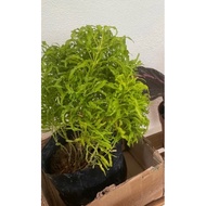 free baja bunga- Pokok Tong Emas/Euodia cultivar(Pokok Hidup/Pokok Hiasan Luar Rumah/Real live Outdo