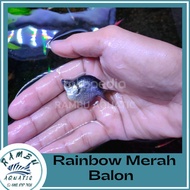 Ikan Hias Rainbow Red Balon Grade A / Ikan Rainbow Merah Balon