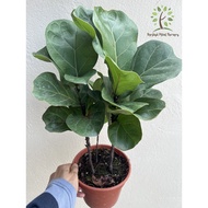 Berjaya Plant Nursery - Ficus Lyrata Bambino/Fiddle Fig(Pokok Ketapang Hidup/Pokok Hiasan Dalam Ruma