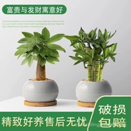 Money Tree Lucky Bamboo Step-by-Step Good Meaning Desktop Formaldehyde Indoor Green Plant High-End P