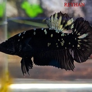 ikan cupang avatar cooper gold betina medium