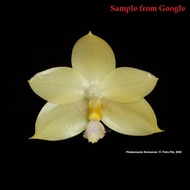 [ Species ] Phalaenopsis floresensis ( Phal. rofino ) Orchid | Seedlings 3540