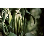 Pokok vanilla/Cutting pokok vanilla/Pokok vanilla planifolia