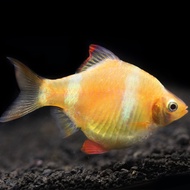 Golden Tiger Barb 3 pc