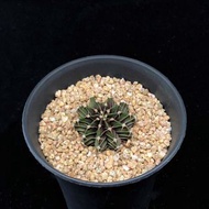 SG2161-肋骨牡丹裸萼球🔥多肉植物小盆栽禮物🔥