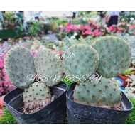 ABBY LE SHOP@ SUCCULENT MICKEY MOUSE