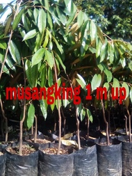 bibit durian musangking batang kokoh tinggi 1 meter // musangking