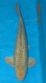 ikan koi import soragoi ginrin jumbo