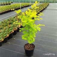 Jordan Shirazawa Japanese Maple Golden Maple Golden Leaf Color Indoor Red Maple Four Seasons Bonsai 