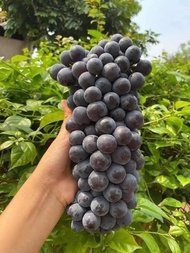 CÂY NHO GIỐNG HẠ ĐEN CHUẨN F1 SIÊU TRÁI KHÔNG HẠT ✔ Cây giống dễ trồng dễ chăm sóc phù hợp khí hậu