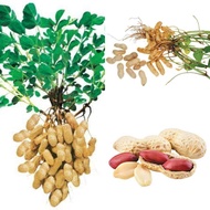 binhi pantanim mani peanut outdoor garden plant