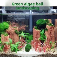 【Fish Tank Aquatic Plant】 Living Ecological Bottle Seaweed Ball Aquarium Landscaping Decoration Gree