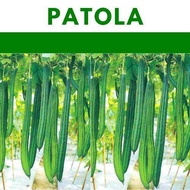 PATOLA vegetable repacked seeds
