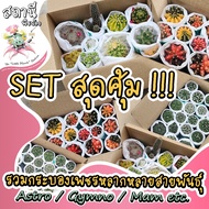 Set สุดคุ้มยิมโนด่าง gymnocalycium variegated / แอสโตร Astrophytum asterias /อื่นๆ กระบองเพชร ไม้อวบน้ำ succulent แคคตัส