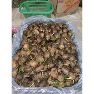 Kecambah Bibit Pinang Thailand Unggul
