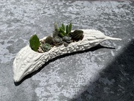 食肉計畫-no.2苦瓜 多肉植物盆栽