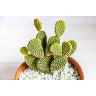 Pokok Cactus Bunny Ears