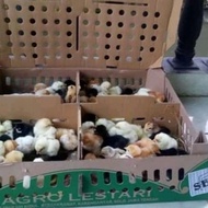 Doc Anak Ayam Kampung Joper 1 Box