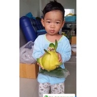 Pokok Naga Kuning Israel